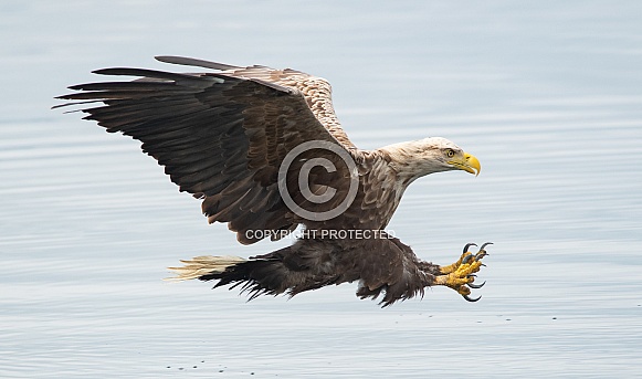 White Tailed Eagle White Tailed Eagle