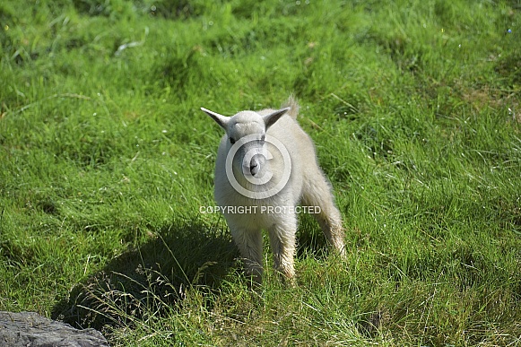 Baby Mountain Goat Baby Mountain Goat