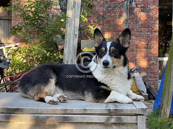 Tri-Colored Corgi