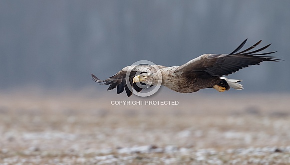 White tailed eagle or European Eagle