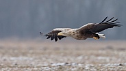 White tailed eagle or European Eagle