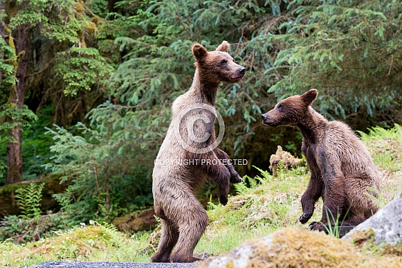 Grizzly bear cubs