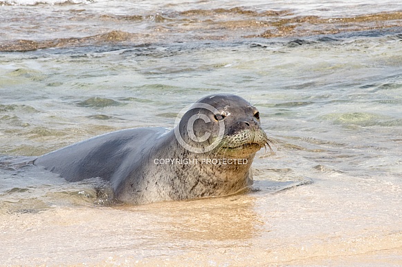 Hawaiian Monk Seal Hawaiian Monk Seal