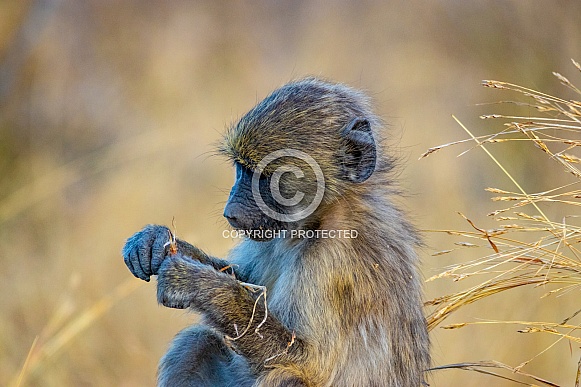 African Baboon