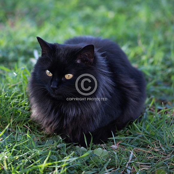 Longhaired Black Cat Sitting in Grass