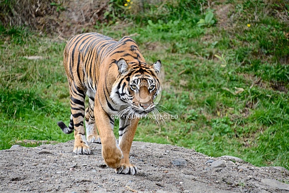 Sumatran Tigers