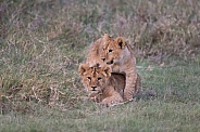 Two lion cubs playing in the grass