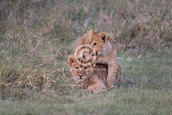 Two lion cubs playing in the grass