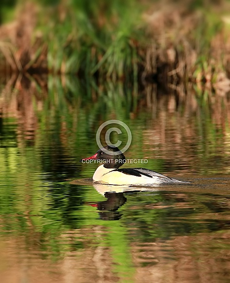 Gooseander