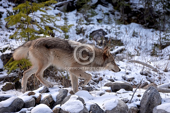 Grey Wolf