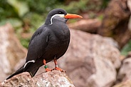 Inca Tern Full Body Perched On Rocks