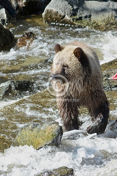 Wild Grizzly Bear Cub Wild Grizzly Bear Cub