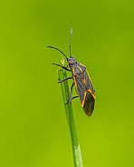 Boxelder Beetle