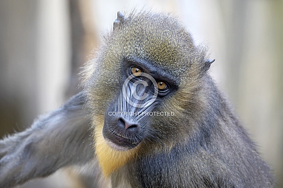 Mandrill (Mandrillus sphinx)