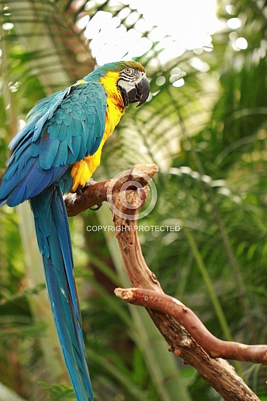 Blue and Gold Macaw Blue and Gold Macaw