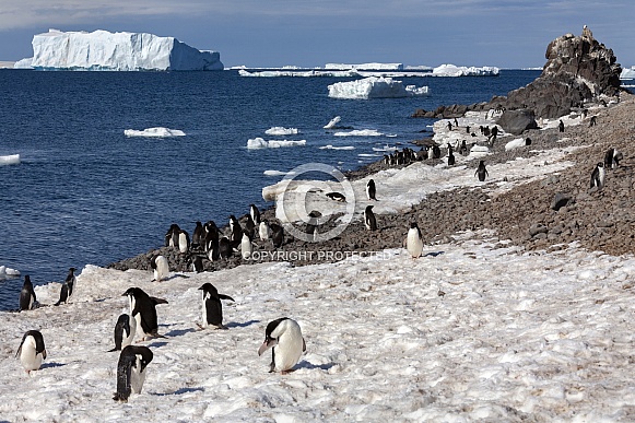 Adelie penguin colony - Antarctica Adelie penguin colony - Antarctica