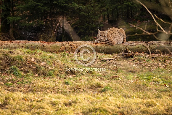 Eurasian lynx in the nature habitat. Beautiful and charismatic animal. Wild Europe. European wildlife. Animals in european forests. Lynx lynx.