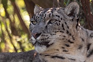 Snow Leopard Close Up Side Profile