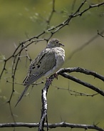 A Mourning Dove in Arizona