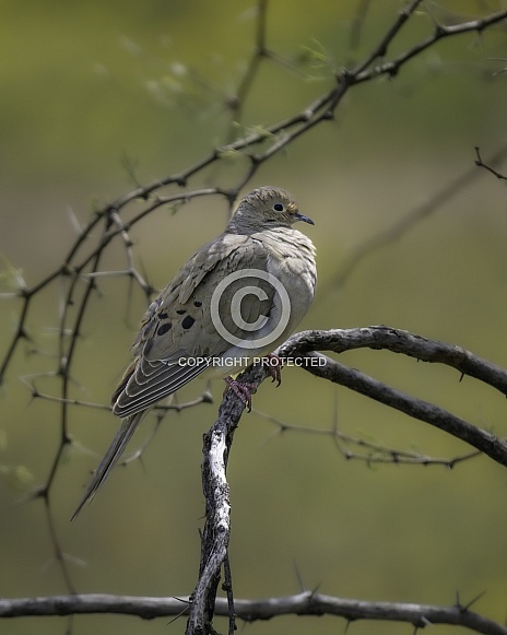 A Mourning Dove in Arizona