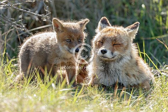 Red fox cubs
