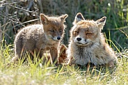 Red fox cubs