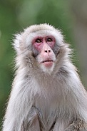 Japanese macaque (Macaca Fuscata)