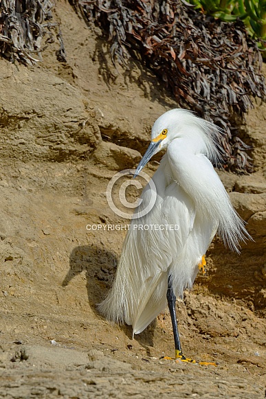 Snowy White Egret Snowy White Egret