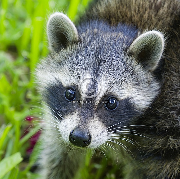 Raccoons