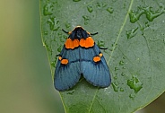 Peach Moth