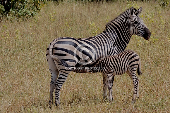 Zebras