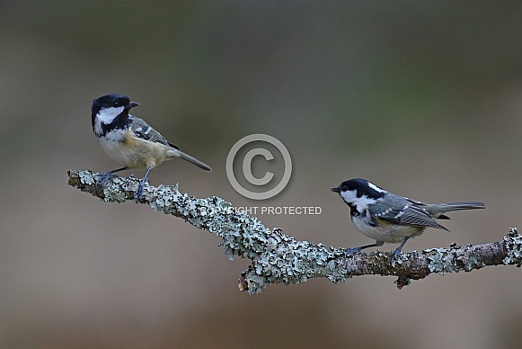 Coal Tit