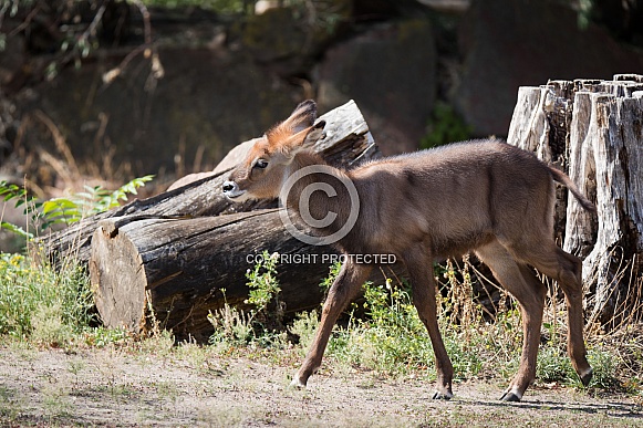 Waterbuck