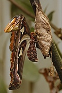 The atlas moth