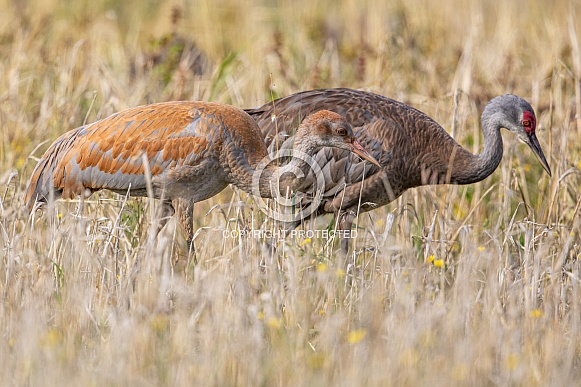 Sandhill Crane Adult with a Colt