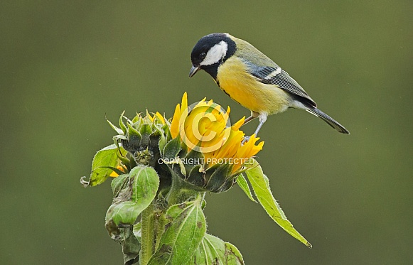 The great tit (Parus major)