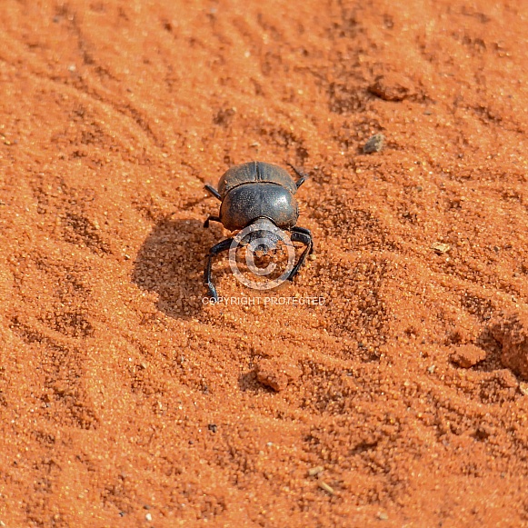 Green-grooved Dung Beetle