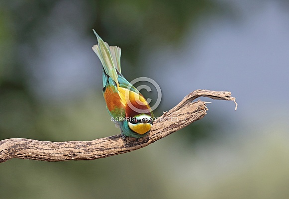 Bee eater