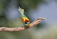 Bee eater