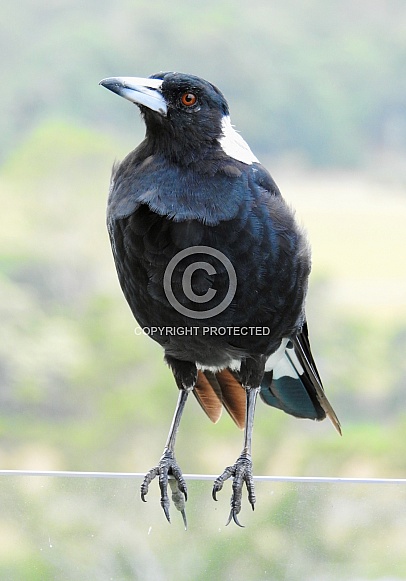 Australian Magpie