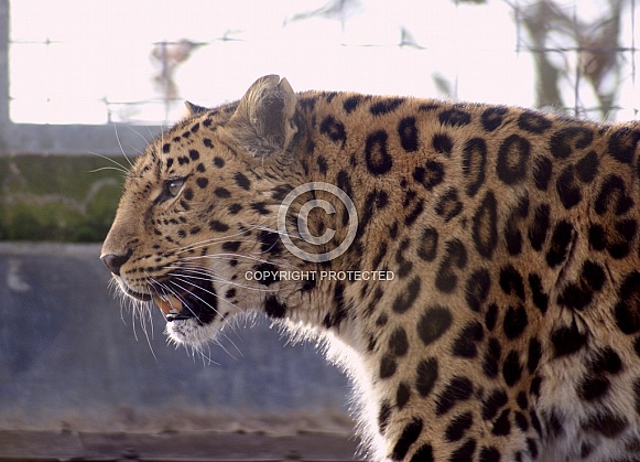 Leopard