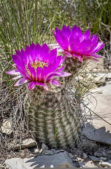 Spinytail Cactus Spinytail Cactus