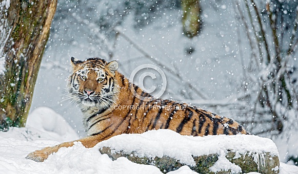 Amur Tiger in Snow