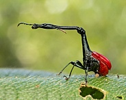 Giraffe-Necked Weevil