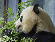 Giant Panda