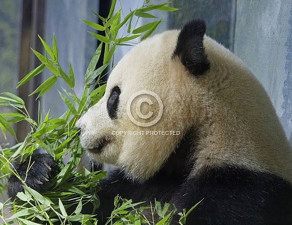 Giant Panda