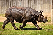 Greater One-Horned Rhino