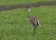 Sandhill Crane Standing, Walking