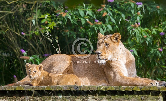 Asiatic Lion Asiatic Lion