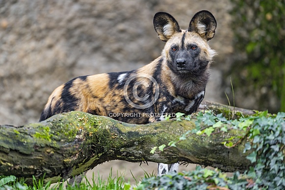 Wild Dog